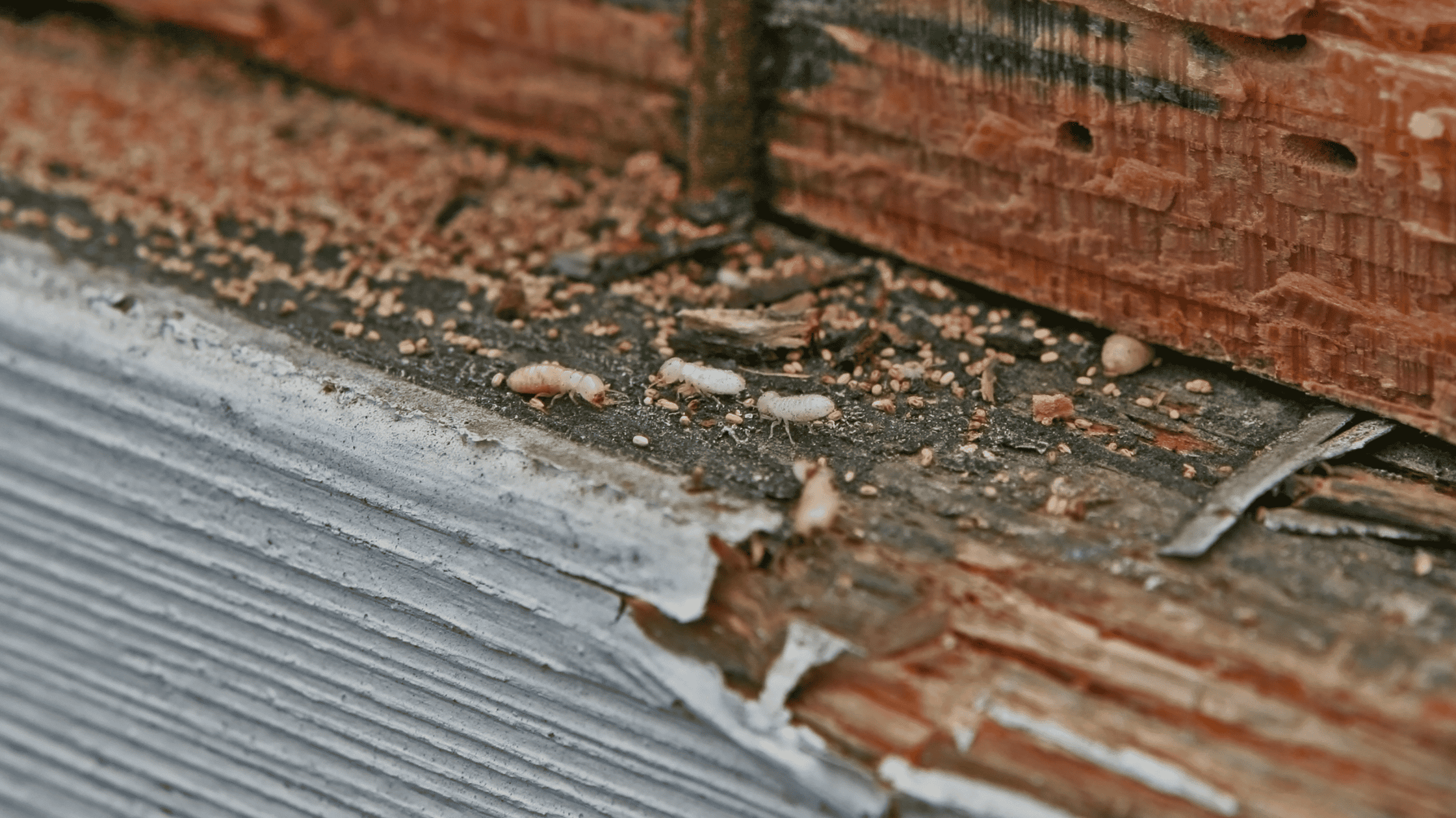 crawl space repair lexington ky